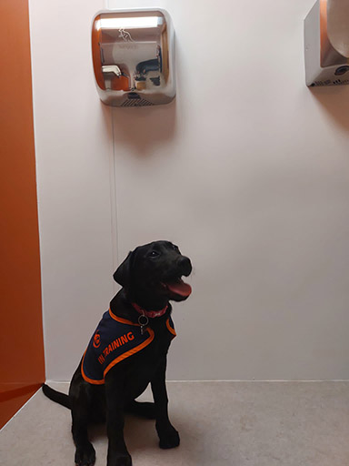 Puppy under Kangarillo hand dryer